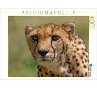 CALVENDO Puzzle Guépard 1000 Pieces 64 x 48 cm from Gerald Wolf