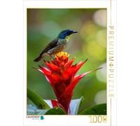 CALVENDO Puzzle Guzmania - Bromeliad flower with a bird visitor | 1000 pieces, f