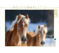 CALVENDO Puzzle Haflinger 1000 Pieces 64 x 48 cm from Sista-Tierfoto