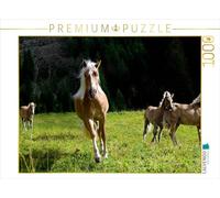 CALVENDO Puzzle Haflinger au pâturage 1000 Pieces 64 x 48 cm from Michael Rucker