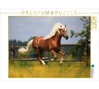 CALVENDO Puzzle Haflingerhengst - Weltreservesieger 1000 Teile Puzzle quer 1000 Pieces 64 x 48 cm from Nicole Bölle