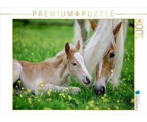 CALVENDO Puzzle Haflingerstute mit Fohlen 1000 Teile Puzzle quer 1000 Pieces 64 x 48 cm from Nicole Bölle