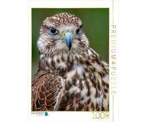 CALVENDO Puzzle Hawk 1000 Pieces 48 x 64 cm from Peter Roder