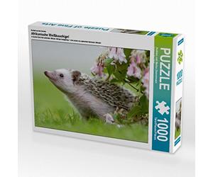 CALVENDO Puzzle Hérisson Africain à Ventre Blanc 1000 Pieces 64 x 48 cm from Andreas und Marina Zimmermann GbR