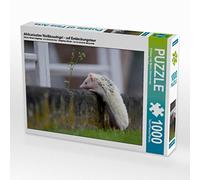 CALVENDO Puzzle Hérisson Africain à Ventre Blanc - en Voyage de découverte 1000 Pieces 64 x 48 cm from Andreas und Marina Zimmermann GbR