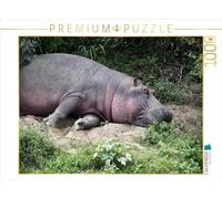 CALVENDO Puzzle Hippopotamus - Repos de midi 1000 Pieces 64 x 48 cm from Michael Herzog