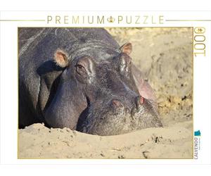 CALVENDO Puzzle Hippos - Bronzage 1000 Pieces 64 x 48 cm from Michael Herzog