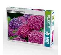 CALVENDO Puzzle Hortensia de Jardin (Hydrangea macrophylla) 1000 Pieces 64 x 48 cm from Bernd Keller