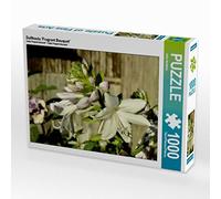 CALVENDO Puzzle Hosta parfumé 'Fragrant Bouquet 1000 Pieces 64 x 48 cm from Jutta Heußlein