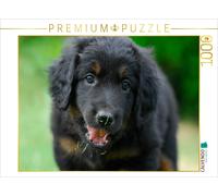 CALVENDO Puzzle Hovawart - black-and-tan puppy | 1000 pieces, finished size 25.2