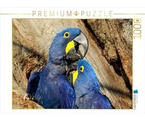 CALVENDO Puzzle Hyazinth-Aras (Anodorhynchus hyacinthinus) 1000 Teile Puzzle quer 1000 Pieces 64 x 48 cm from Uwe Bergwitz