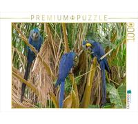 CALVENDO Puzzle Hyazintharas 1000 Teile Puzzle quer 1000 Pieces 64 x 48 cm from Jörg Sobottka