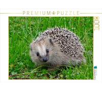 CALVENDO Puzzle Igel 1000 Teile Puzzle quer 1000 Pieces 64 x 48 cm from Kattobello