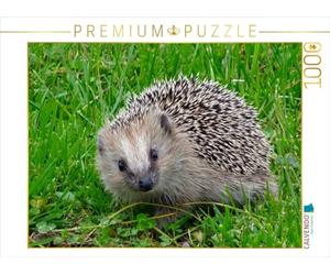 CALVENDO Puzzle Igel 1000 Teile Puzzle quer 1000 Pieces 64 x 48 cm from Kattobello