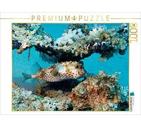 CALVENDO Puzzle Igelfisch 1000 Teile Puzzle quer 1000 Pieces 64 x 48 cm from Martin Rauchenwald