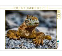 CALVENDO Puzzle Iguane Jaune aux Galapagos 1000 Pieces 64 x 48 cm from Oliver Schwenn