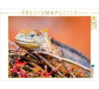CALVENDO Puzzle Iguane terrestre 1000 Pieces 64 x 48 cm from Enrique Del Campo