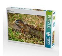 CALVENDO Puzzle Iguane Vert 1000 Pieces 64 x 48 cm from Fotine