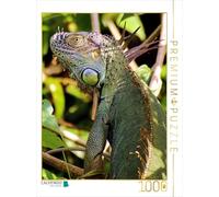 CALVENDO Puzzle Iguane Vert dans Le Parc National de Tortuguero 1000 Pieces 48 x 64 cm from Dirk Stamm