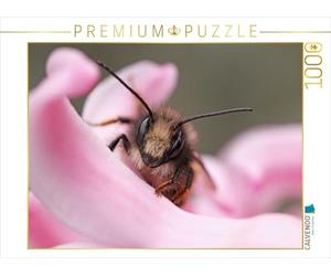 CALVENDO Puzzle Insectes Petites Merveilles 1000 Pieces 64 x 48 cm from Christine Wirges