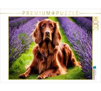 CALVENDO Puzzle Irish Setter in the lavender field | 1000 pieces, finished size