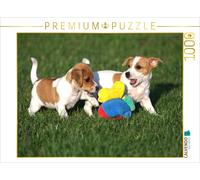 CALVENDO Puzzle Chiots Jack Russell 1000 Pieces 64 x 48 cm from Berit Seiboth