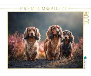 CALVENDO Puzzle Jambes Courtes. Yeux Marrons. pour Tomber Amoureux | 1000 Pièces de Lege Taille 64x48cm Photo Puzzle pour Heures Heureuses