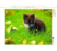 CALVENDO Puzzle Jeune Chaton dans Une Prairie 1000 Pieces 64 x 48 cm from Carola Vahldiek
