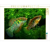 CALVENDO Puzzle Jordanella floridae, FLORIDA U.S.A. | 1000 pieces, finished size