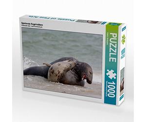 CALVENDO Puzzle Jouer aux phoques Gris 1000 Pieces 64 x 48 cm from Katrin Streiparth