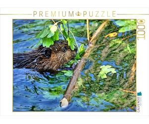 CALVENDO Puzzle Junger Biber beim Dinner 1000 Teile Puzzle quer 1000 Pieces 64 x 48 cm from Kattobello