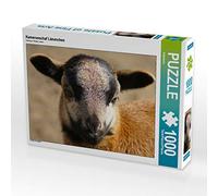 CALVENDO Puzzle Kamerunschaf Lämmchen 1000 Teile Puzzle quer 1000 Pieces 64 x 48 cm from Kattobello