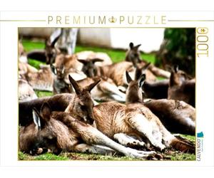 CALVENDO Puzzle Kangourous 1000 Pieces 64 x 48 cm from Aussiefreak