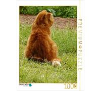 CALVENDO Puzzle Kater Felix Auf Mäusejagd 1000 Teile Puzzle Hoch 1000 Pieces 48 x 64 cm from Jana Thiem-Eberitsch