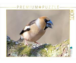 CALVENDO Puzzle Kernbeißer 1000 Teile Puzzle quer 1000 Pieces 64 x 48 cm from Klaus Feske