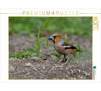 CALVENDO Puzzle Kernbeisser 1000 Teile Puzzle quer | 1000 Teile Lege-Größe 64x48