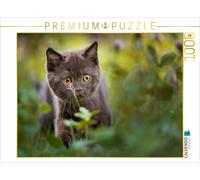 CALVENDO Puzzle Kleiner Britisch Kurzhaar Kater im Klee | 1000 Teile Lege-Größe