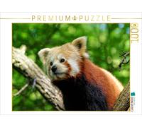 CALVENDO Puzzle Petit Panda en Voyage de découverte 1000 Pieces 64 x 48 cm from Peter Hebgen