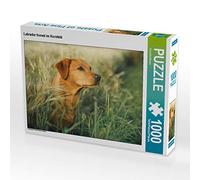 CALVENDO Puzzle Labrador Renard dans Un Champ de maïs 1000 Pieces 64 x 48 cm from Cornelia Strunz