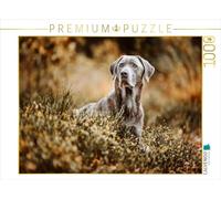 CALVENDO Puzzle Labrador Retriever dans la forêt | 1000 pièces de Ponte 64 x 48 cm Puzzle Photo pour des Heures heureuses