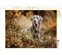 CALVENDO Puzzle Labrador Retriever in the forest | 1000 pieces, finished size 25