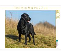 CALVENDO Puzzle Labrador Retriever - Mâle 1000 Pieces 64 x 48 cm from Sista-Tierfoto