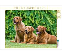 CALVENDO Puzzle Labrador Retriever - Renard Roux 1000 Pieces 64 x 48 cm from Sista-Tierfoto