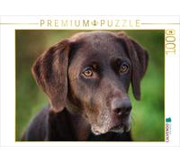 CALVENDO Puzzle Labrador Retriever - Fidèle Compagnon 1000 Pieces 64 x 48 cm from Martina Cross