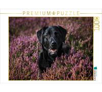 CALVENDO Puzzle Labrador Retriever - Fidèle Compagnon 1000 Pieces 64 x 48 cm from Martina Cross