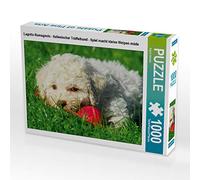 CALVENDO Puzzle Lagotto Romagnolo - Chien truffier Italien - Le Jeu Fatigue Les Petits Chiots 1000 Pieces 64 x 48 cm from Sista-Tierfoto