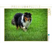 CALVENDO Puzzle Langhaar Collie tricolor | 1000 Teile Lege-Größe 64 × 48 cm Foto