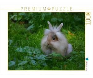 CALVENDO Puzzle Langhaar Zwergkaninchen 1000 Teile Puzzle quer 1000 Pieces 64 x 48 cm from Kattobello