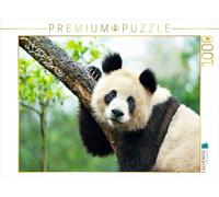 CALVENDO Puzzle Le Grand Panda Un Compagnon câlin 1000 Pieces 64 x 48 cm from Prime Selection Kalender
