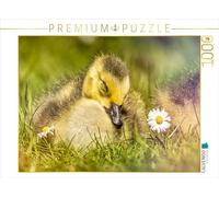 CALVENDO Puzzle Le Petit Canard Endormi | 1000 pièces Taille de la Pose 64 x 48 cm Puzzle Photo pour des Heures heureuses